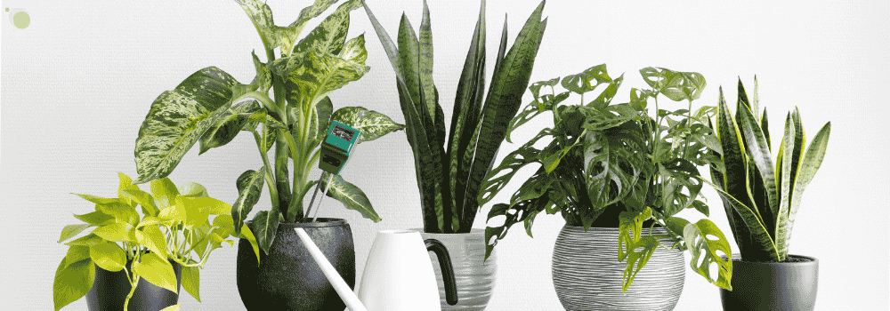 Top 10 Low-Maintenance Indoor Plants