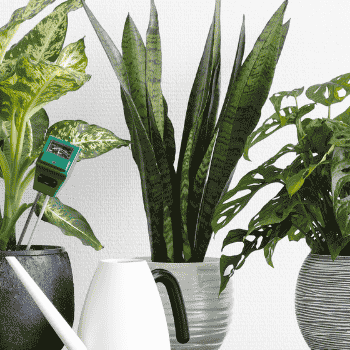 Top 10 Low-Maintenance Indoor Plants