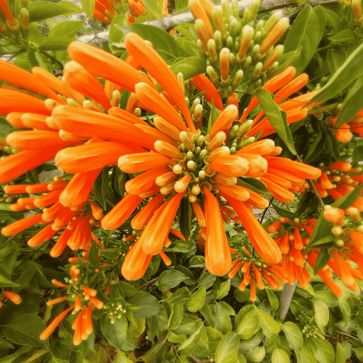 Bignonia Venusta Orange