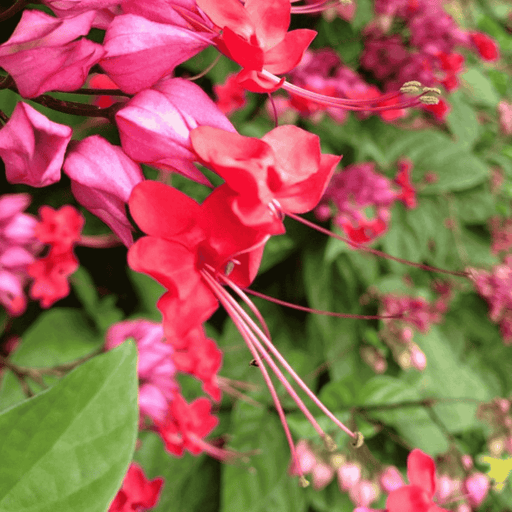 Bleeding Heart Vine