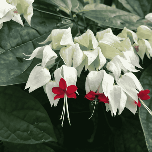 Bleeding Heart Vine white