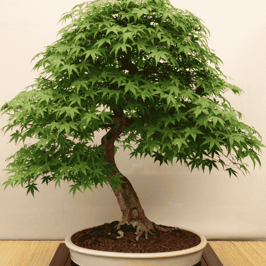 Bonsai Trees