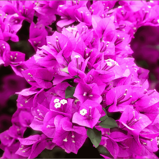 Bougainvillea Glabra