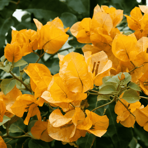 Bougainvillea Golden Glow