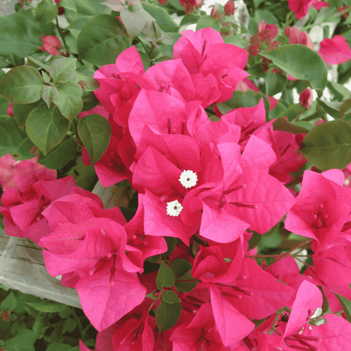 Bougainvillea 'Barbara Karst PLANT