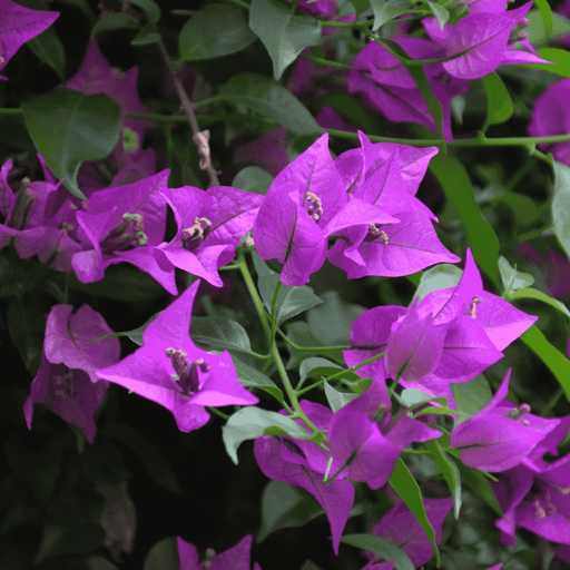 Bougainvillea Glabra Plant