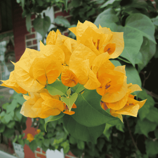 Bougainvillea Golden Glow PLANT