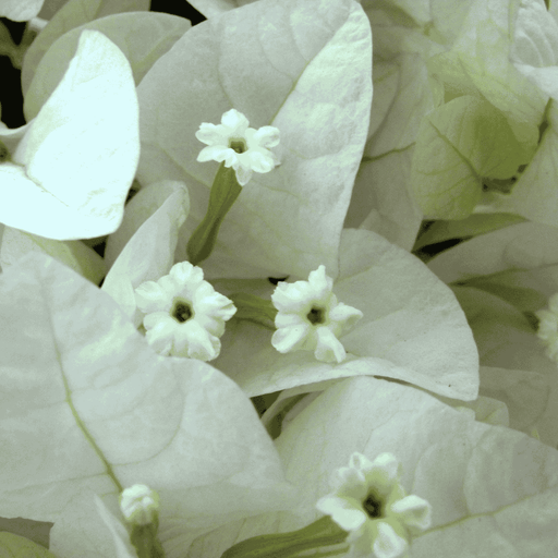 Bougainvillea Singapore White