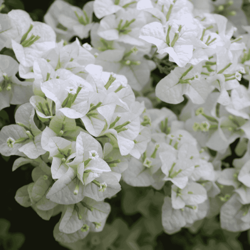 Bougainvillea for sale