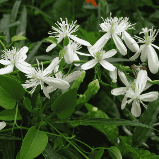 Clematis Gouriana