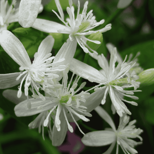 Clematis Gouriana plant