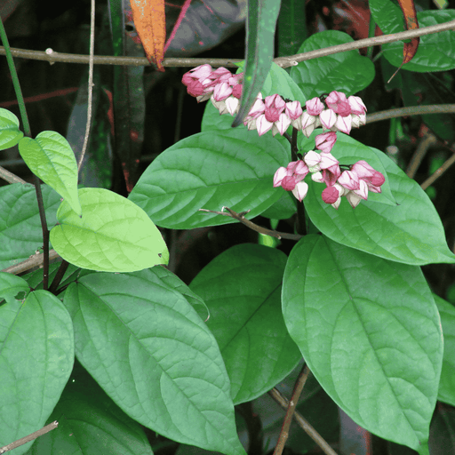 Clerodendrum Splendens