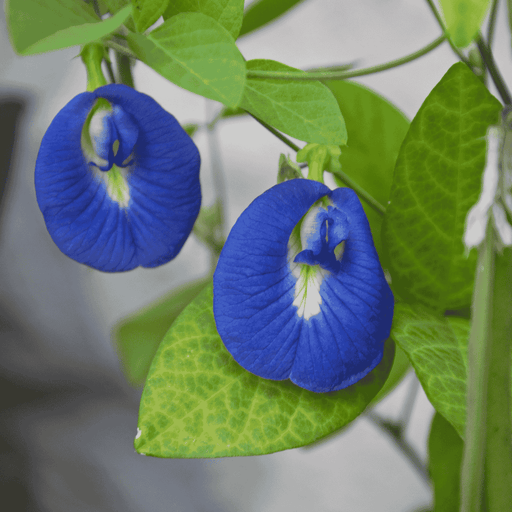 Clitoria Ternatea