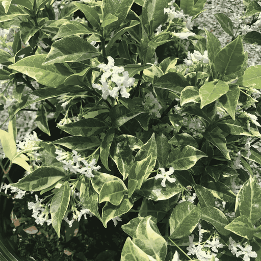 Confederate Jasmine