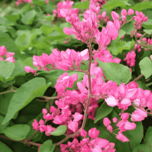 Coral Vine