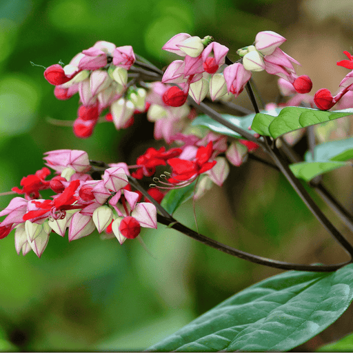 Flaming Glorybower