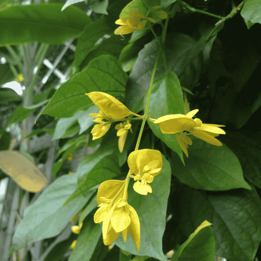 Golden Cascade Creeper