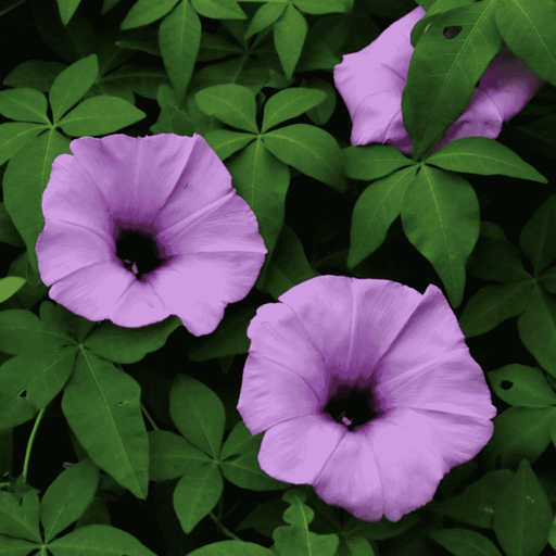 Ipomoea Cairica