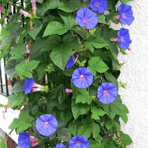 Ipomoea purpurea