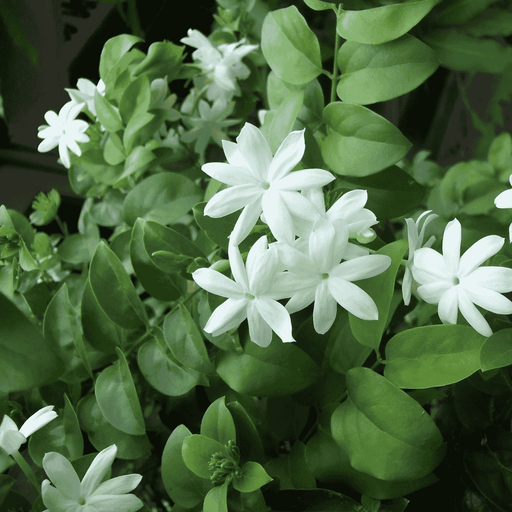  Jasminum Multiflorum