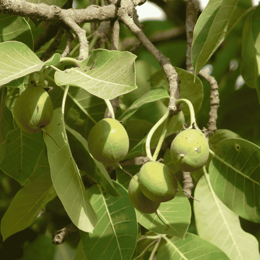 Madhuca Indica