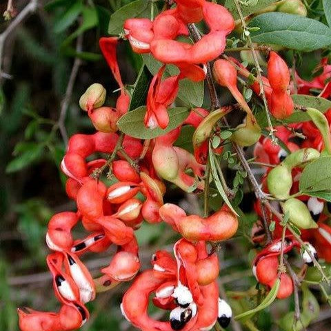 Manila Tamarind plant