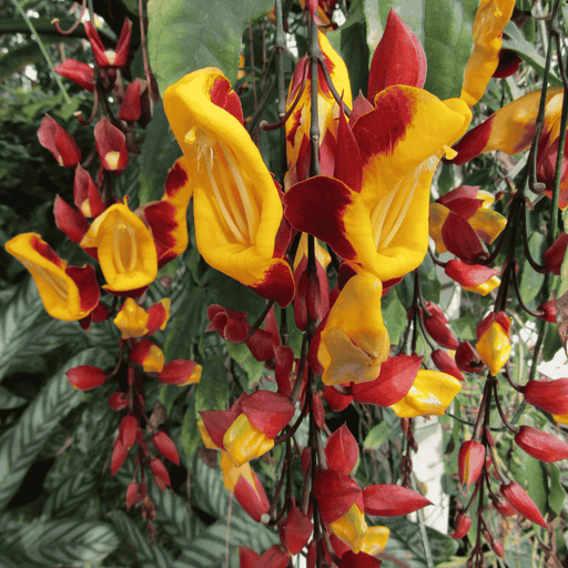 Mysore Trumpet Creeper