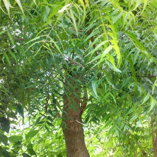 Neem tree for sal