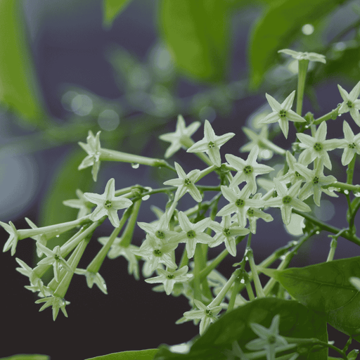 Night-Blooming Jasmine