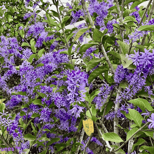 Petrea Volubilis Blue