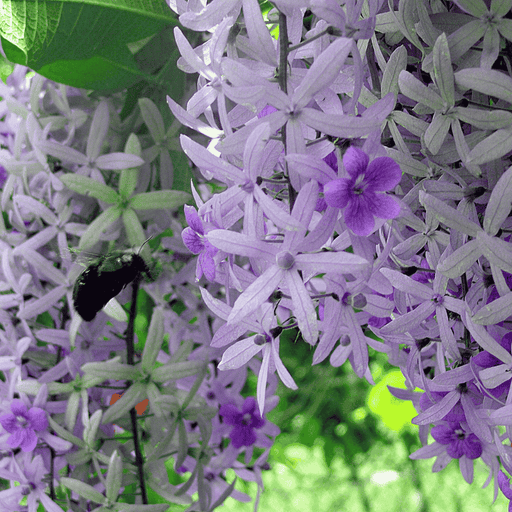 Petrea Volubilis