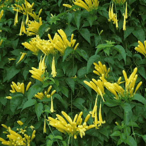 Pyrostegia Venusta Yellow