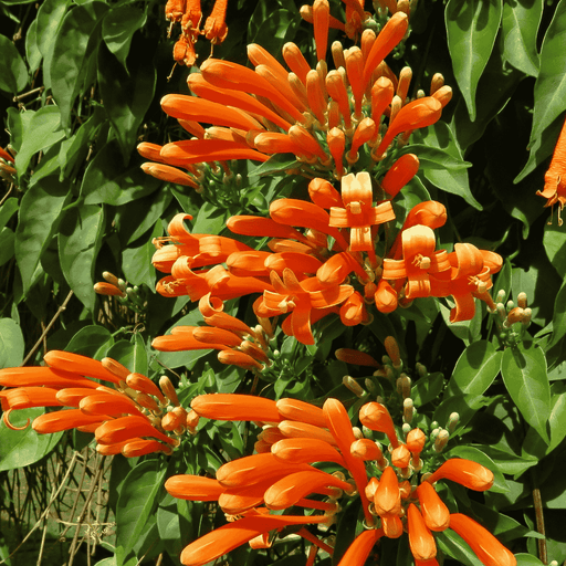 Pyrostegia Venusta Plant