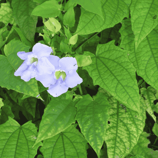 Thunbergia Blue