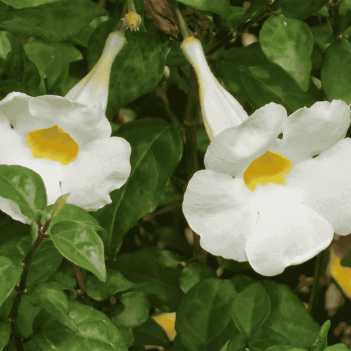 Thunbergia Large Flower White