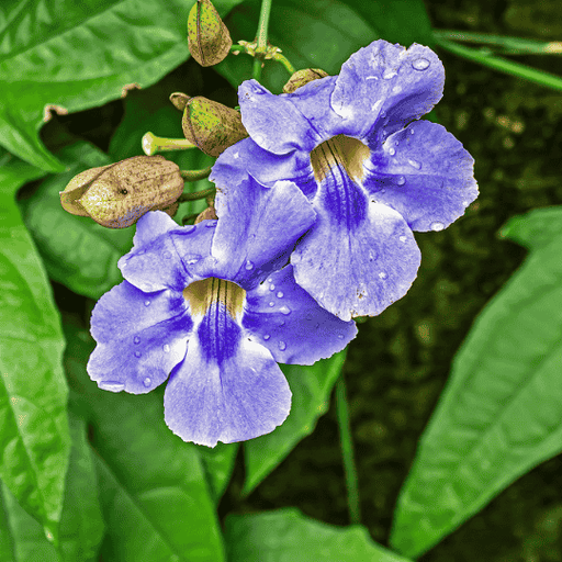 Thunbergia Laurifolia