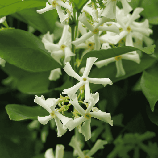 Trachelospermum jasminoides