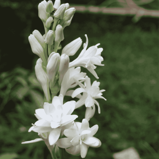 Tuberose Jasmine