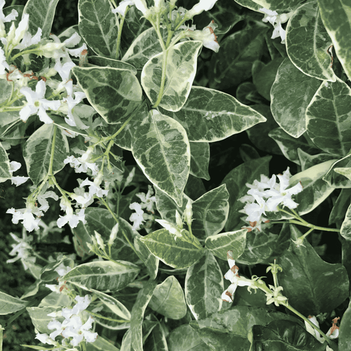 Variegated Confederate Jasmine Vine