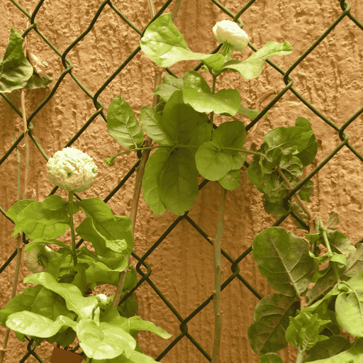 arabian jasmine