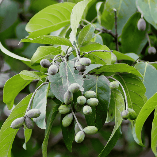 black- or chebulic myrobalan