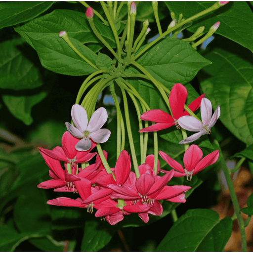 buy Rangoon Creeper