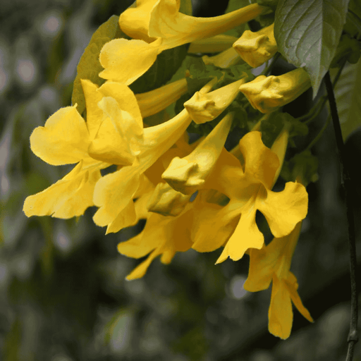 yellow flowers